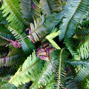 Dry Fern