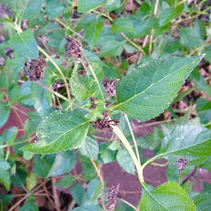 Dry Lantana