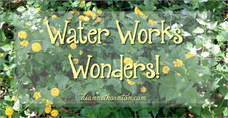 Without the water of the Word, our hearts become dry and crusty. Water works wonders! A little bit of water every day, and we begin to thrive!